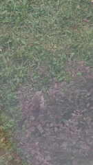 Passer domesticus