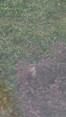 Passer domesticus