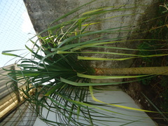 Beaucarnea