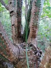 Trichocentrum cebolleta