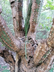 Trichocentrum cebolleta