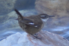 Cinclodes atacamensis