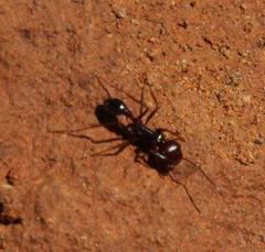 Ocymyrmex