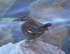 Cinclodes atacamensis