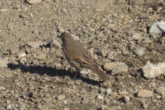 Cinclodes comechingonus