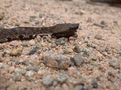 Bothrocophias microphthalmus