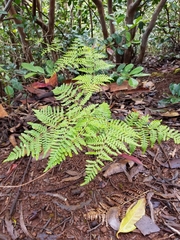 Pteridium aquilinum decompositum