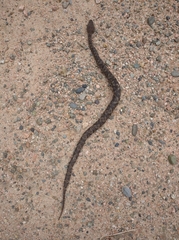Bothrocophias microphthalmus
