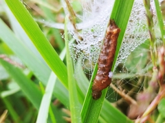 Uresiphita reversalis