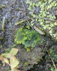 Notothylas orbicularis