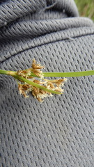 Fimbristylis complanata