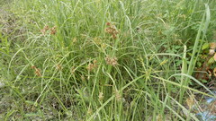 Fimbristylis complanata