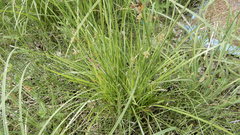 Fimbristylis complanata