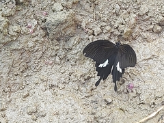 Papilio nephelus chaonulus