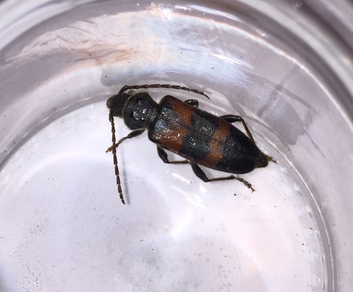 Semanotus basalis