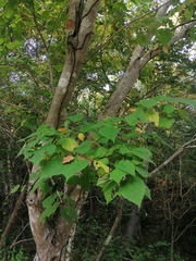 Heliocarpus donnellsmithii