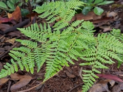 Pteridium aquilinum decompositum
