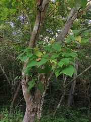 Heliocarpus donnellsmithii