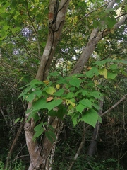 Heliocarpus donnellsmithii