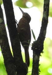 Xiphorhynchus ocellatus