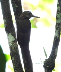 Xiphorhynchus ocellatus