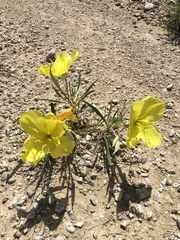 Oenothera macrocarpa