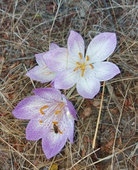 Colchicum bivonae