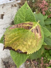 Cercospora hydrangeae