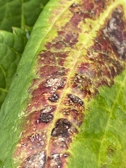 Cercospora hydrangeae