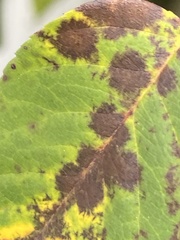 Cercospora hydrangeae