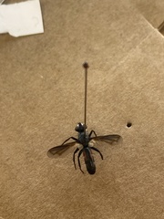 Cylindromyia bicolor