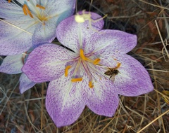 Colchicum bivonae