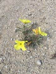 Oenothera macrocarpa