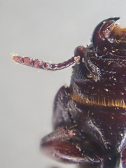 Tenebroides crassicornis