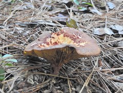 Omphalotus subilludens