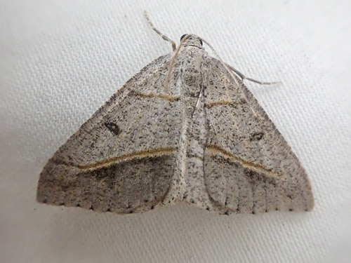 Dark-bordered Granite photo 4