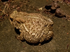 Anaxyrus americanus charlesmithi