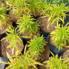 Melicope denhamii