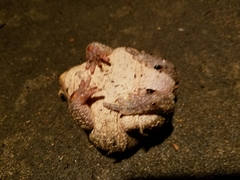 Anaxyrus americanus charlesmithi