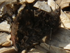 Nymphalini