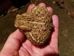 Anaxyrus americanus charlesmithi