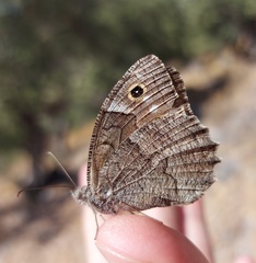 Hipparchia fatua