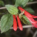 Flor de Mirto Rojo Silvestre - Photo (c) Sune Holt, algunos derechos reservados (CC BY-NC), subido por Sune Holt