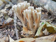 Ramaria grandis