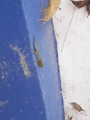 Lygodactylus picturatus