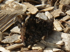 Nymphalini