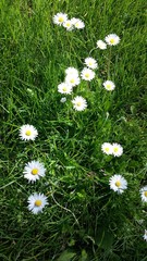 Bellis perennis