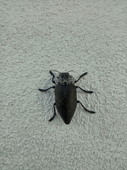 Capnodis tenebrionis