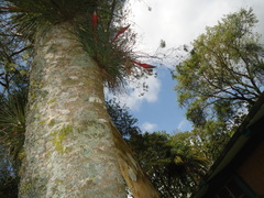 Tillandsia punctulata