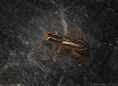Lemidia subaenea